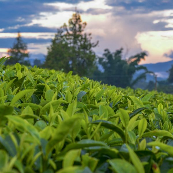 花下山438 - Yunnan China